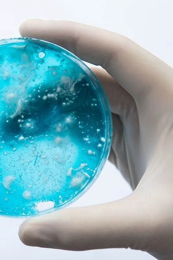 A gloved hand holding an AmScope petri dish sample